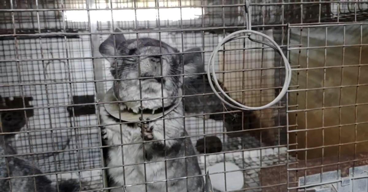 A Romanian chinchilla is locked in a cage during an investigation into the country's fur farming practices