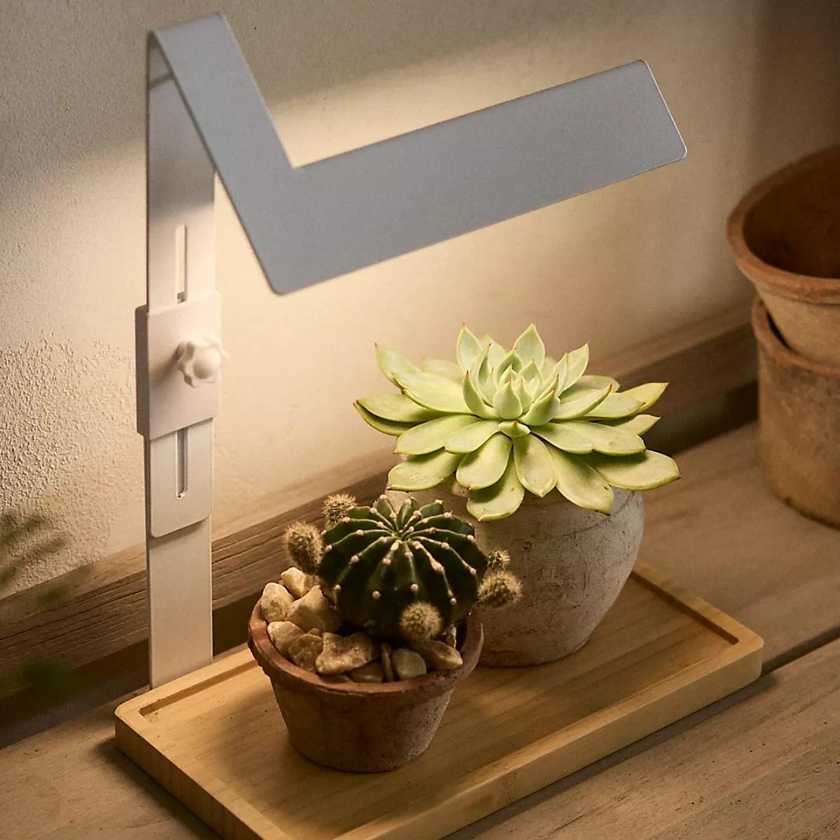 Two succulents sitting on a desk under a grow light. 