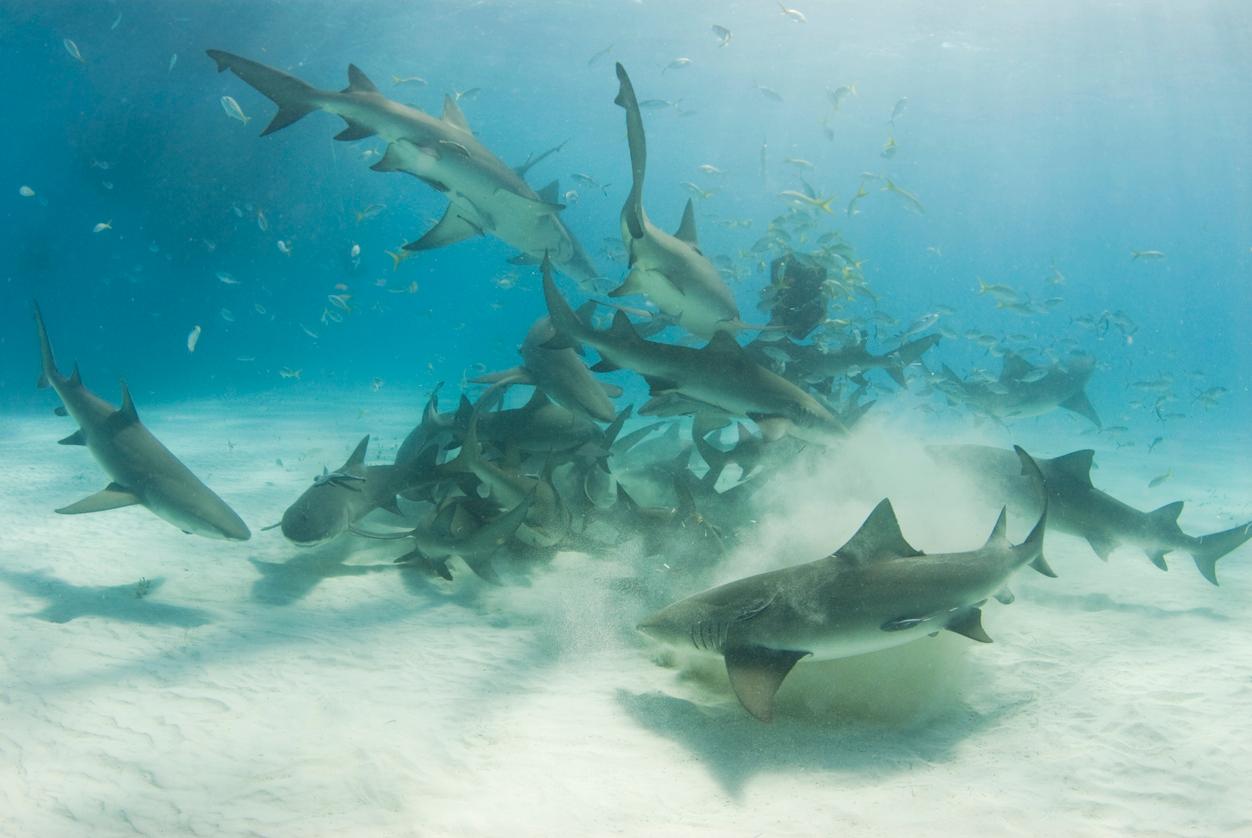 A school of sharks scavenging for food on the ocean floor.