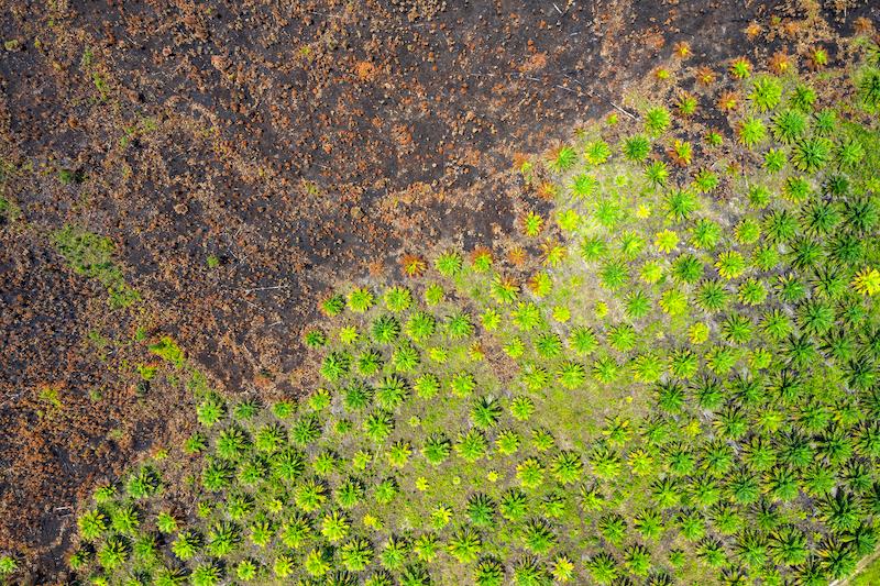 A palm oil field that is fire damaged