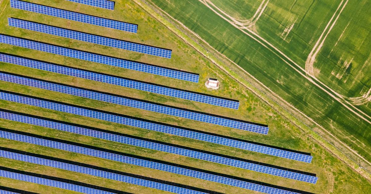 Solar panels in a field with crops. 