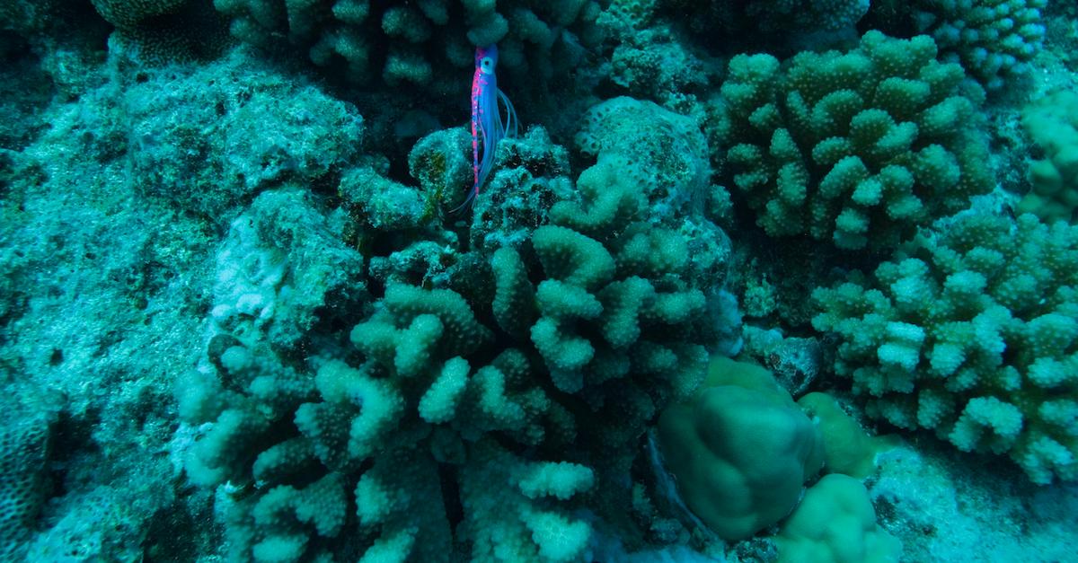 What Is Coral Bleaching? This Marine Occasion Spells Catastrophe