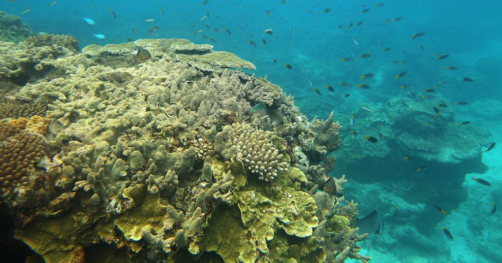 What Is Happening to the Good Barrier Reef? Coral Bleaching