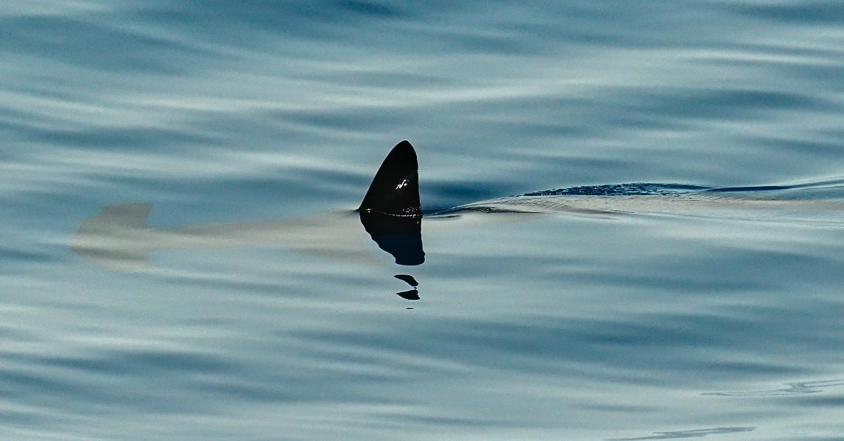 Hammerhead shark fin in the water. 